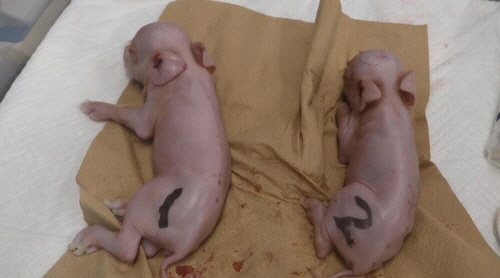 `장기이식용` 돼지 첫 탄생… 이르면 내년 인체에 이식